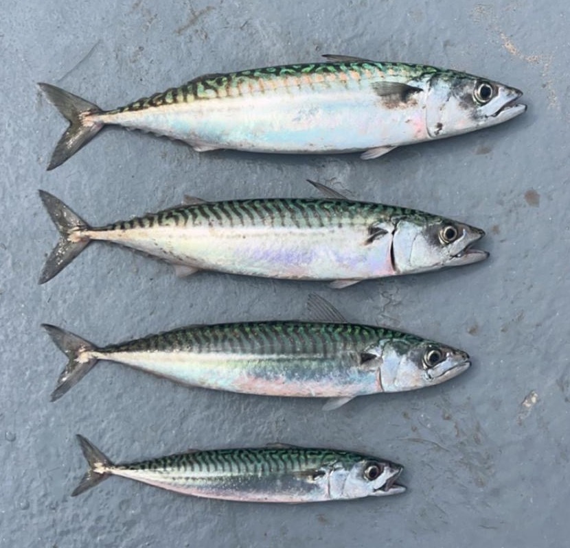 Tenby Sea Fishing